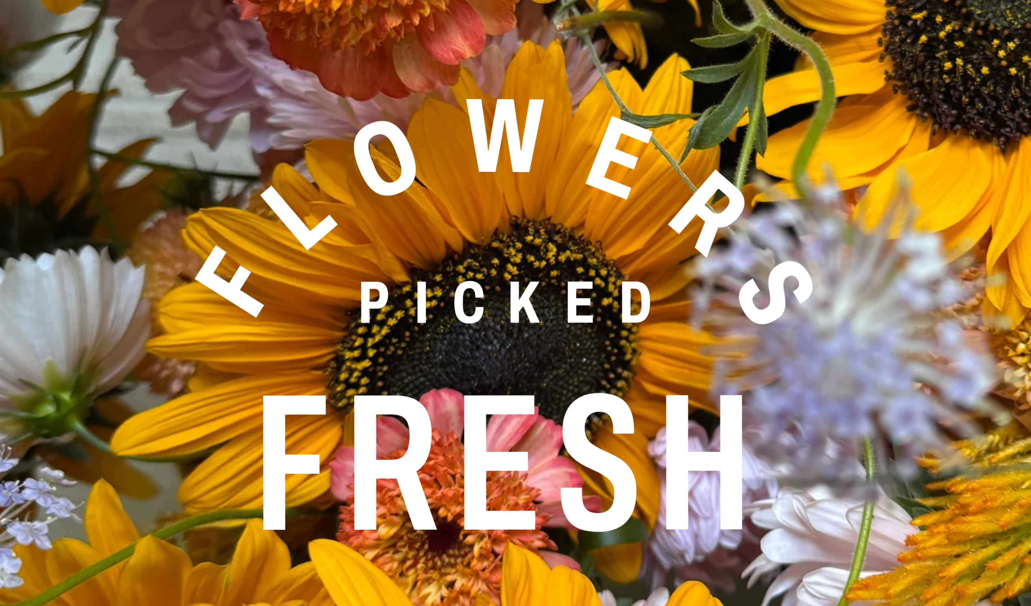 Wing Ming Farm flowers picked fresh